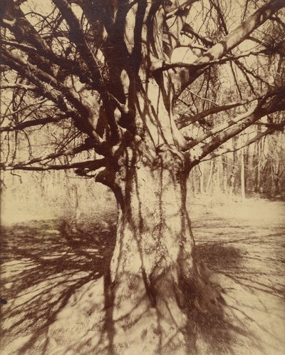 Buche von Eugène Atget